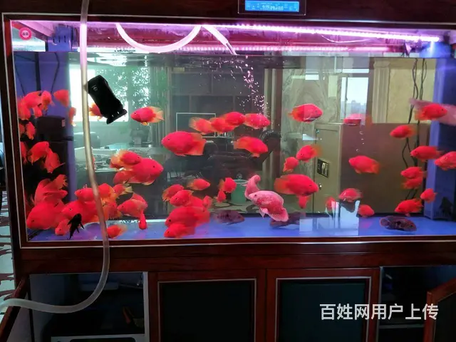 专业养护公司，家庭，大型工程鱼缸，兼卖鱼缸 - 图片 5