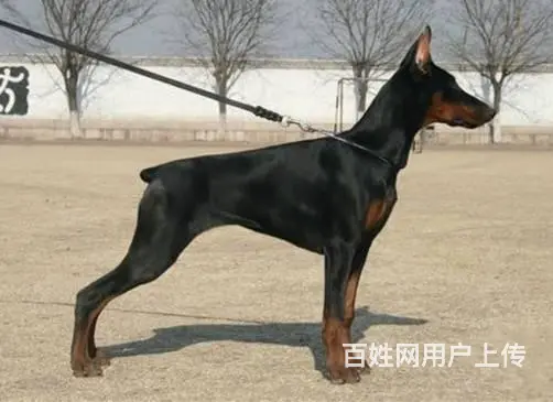德系杜宾犬幼犬出售 爆胸骨量大公母均有 - 图片 4