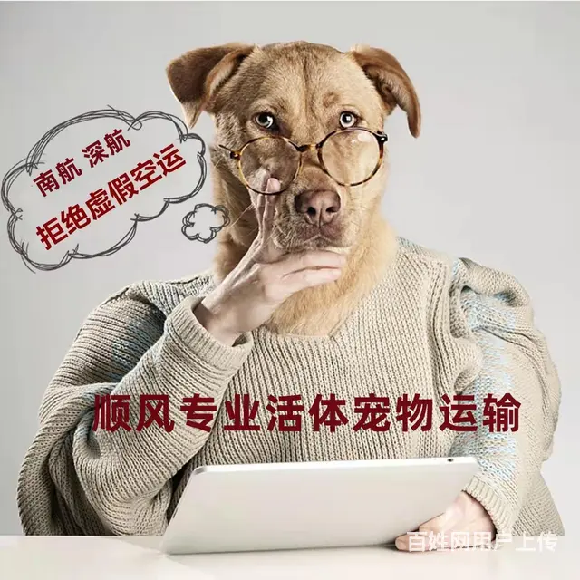 山南宠物托运（猫狗）邮寄速运空运 （2023今日 推荐运输） - 图片 1