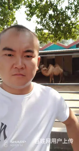 男征婚 - 图片