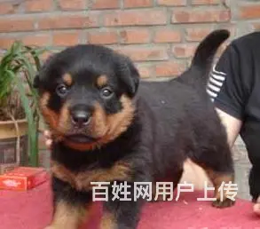 邵阳【*推荐】罗威纳犬舍‖罗威纳养殖场 - 图片 5