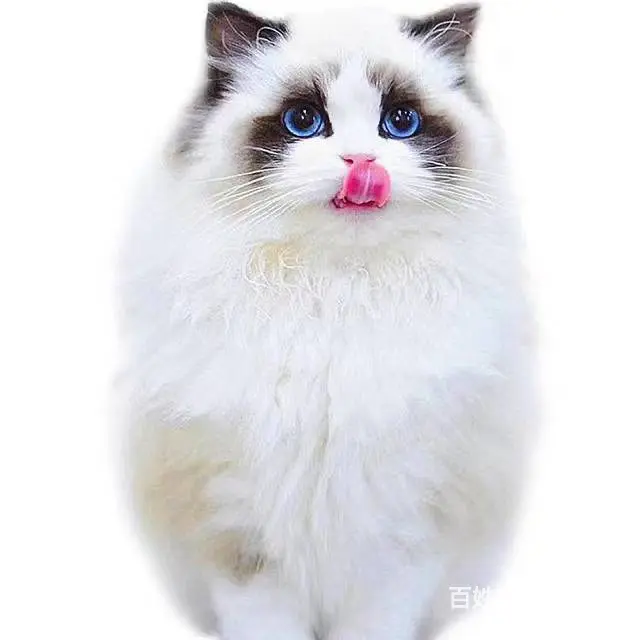 常州自家猫舍繁殖多少钱一只蓝双色布偶猫 - 图片 3