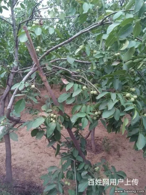 出售嫁接薄皮核桃树苗及红枣树苗 - 图片 1