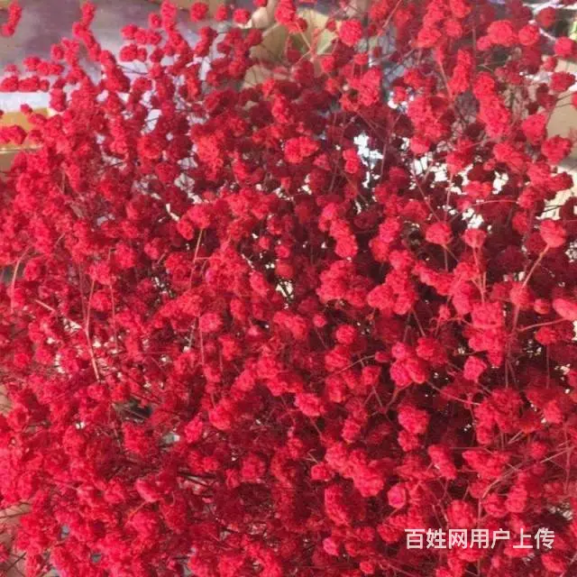 斗南教师节备货云南美旗花卉长期批发玫瑰向日葵满天星 - 图片 4