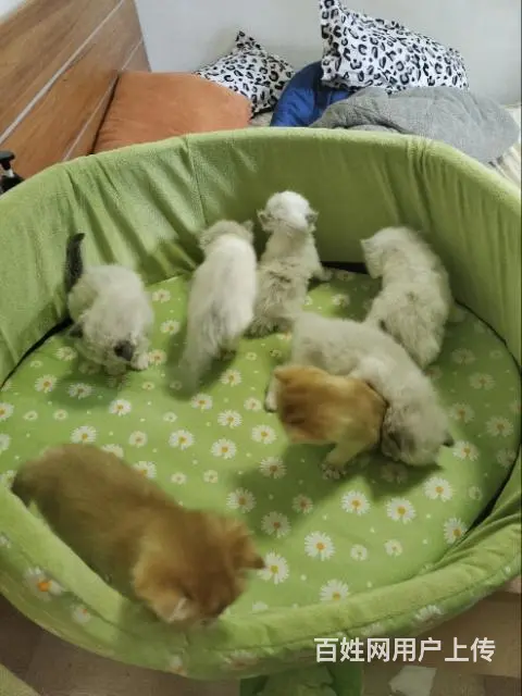 自家猫舍小奶猫 - 图片 9