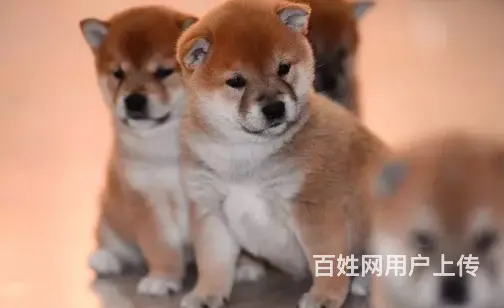 承德柴犬怎么卖 家养柴犬 疫苗齐全 - 图片 6