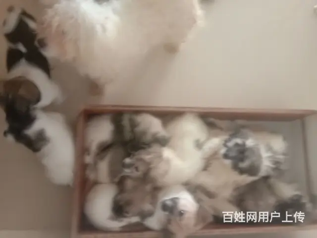 给自己小狗一个家 - 图片 1
