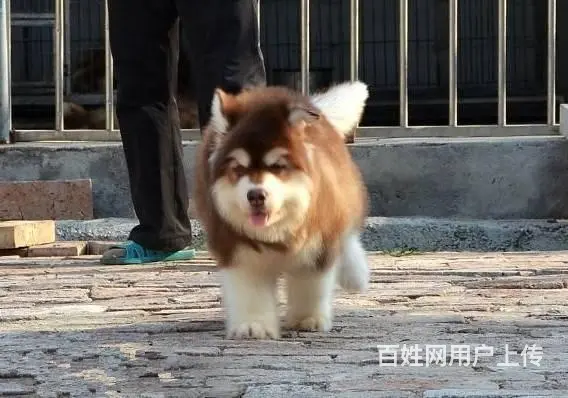 阿拉斯加幼犬 黑十字架脸,大骨量大毛量犬舍直销 - 图片 1
