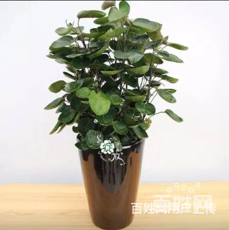 厦门园林绿化、厂区绿化设计施工、庭院绿化、花卉盆景 - 图片 8