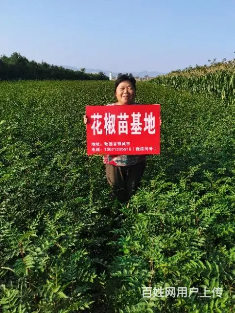 韩城黄盖花椒苗基地 无刺狮子头南强一号花椒 - 图片 2