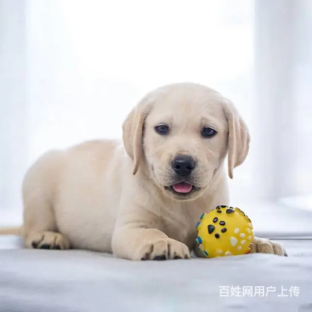 出售 拉布拉多.纯种拉布拉多.极品拉布拉多 - 图片 3