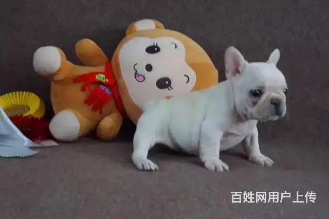 顶级法国斗牛犬宝宝、纯正血统完善服务 - 图片 7