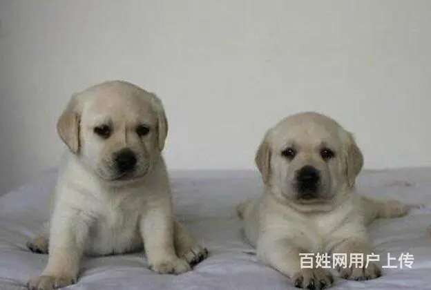 出售精品纯种拉布拉多 黑色黄色咖啡色拉多幼犬可挑选 - 图片 3