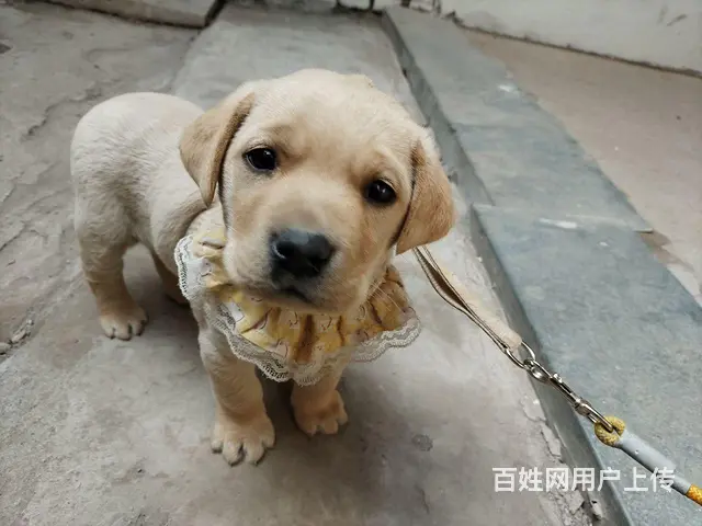 给小拉拉找好人家 - 图片 2