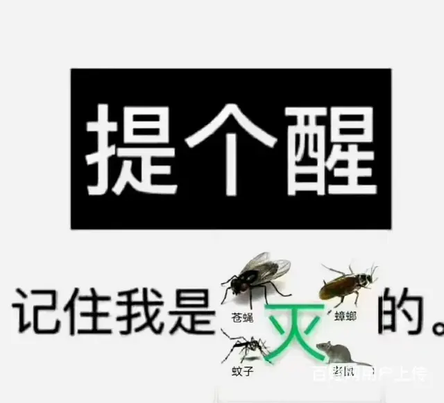 专业灭鼠除四害除甲醛 - 图片 2