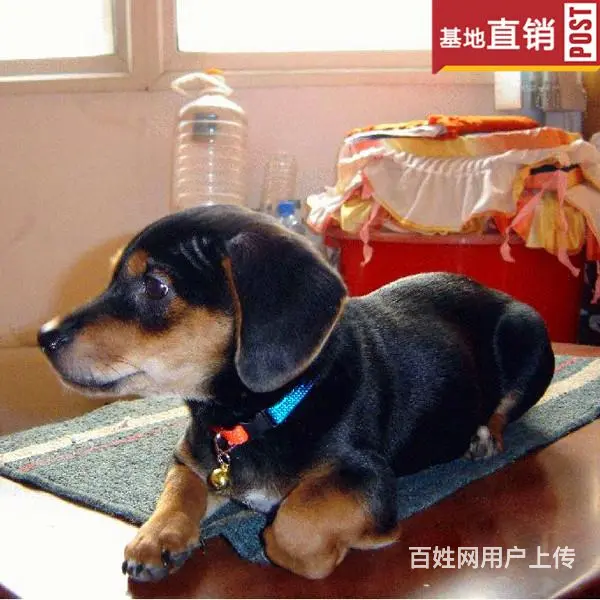 玉林【十年老店】常年繁殖优质血统腊肠犬幼犬 - 图片 8