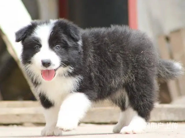哪里有边境牧羊犬 边牧多少钱一只 纯种边牧多少钱 - 图片 4