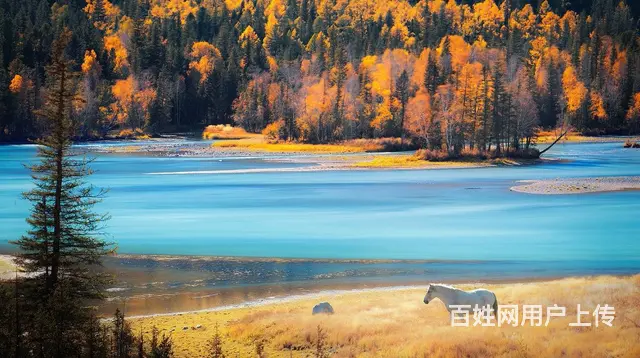 【纯玩无购物】喀纳斯+禾木双飞3日游（乌鲁木齐起） - 图片 7