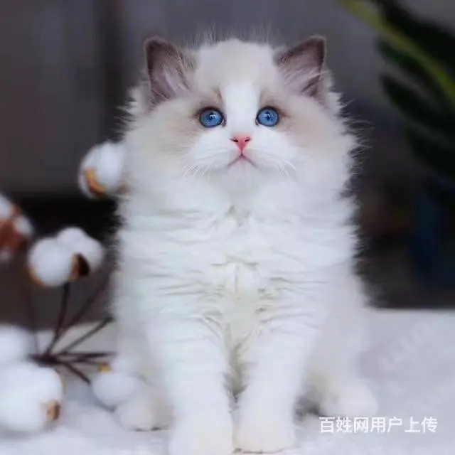 常州专门繁殖布偶猫的猫舍█布偶猫猫舍地址电话 - 图片 1