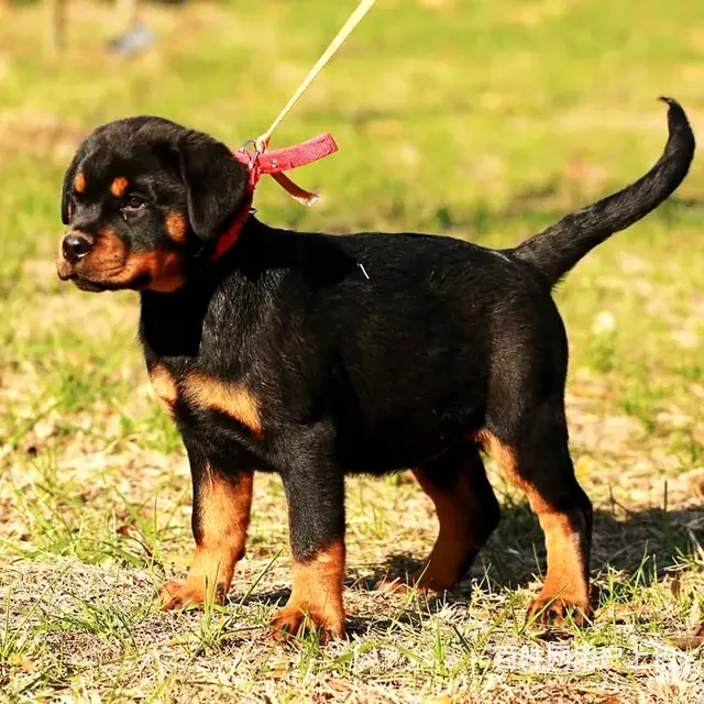 长春有什么靠谱的罗威纳犬舍推荐吗 - 图片 11