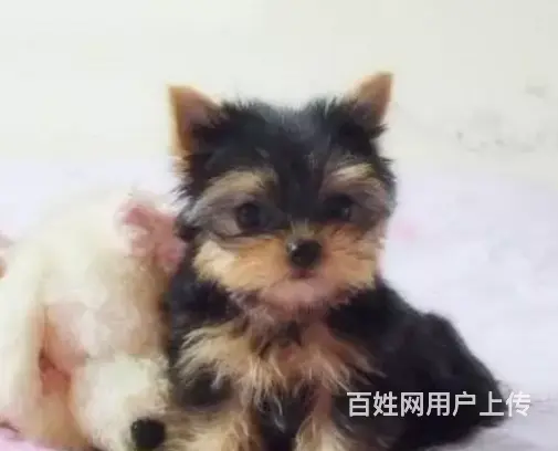 承德约克夏怎么卖 约克夏价格 小体约克夏 - 图片 3