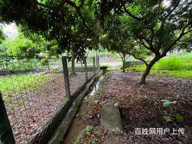 从化区桃花小镇旅游区附近1.5亩平地果园整体转让 - 图片 2
