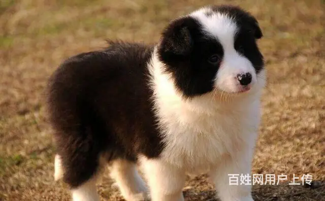 边境牧羊犬 家养边牧犬 纯种边牧幼犬出售 - 图片 4