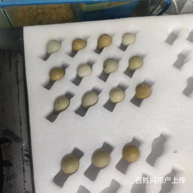 预售芦丁鸡 - 图片
