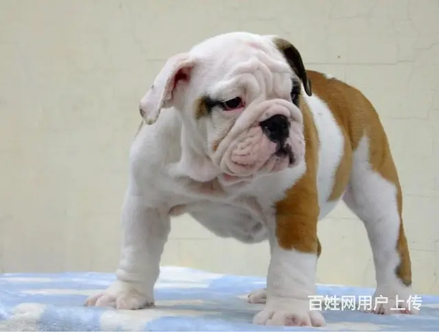 沈阳哪里有基地直销高品质法国斗牛犬出售，公母均有多 - 图片 5