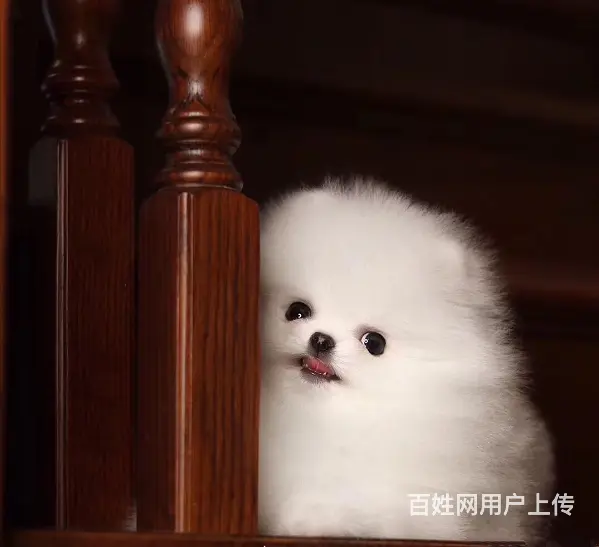 纯种博美 哈多利球体博美 白色博美犬多少钱一只 - 图片 9