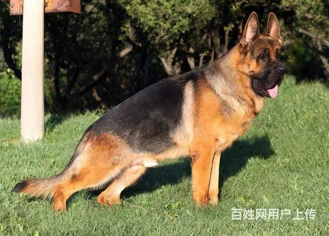 纯种德牧 锤系德牧 正宗德国黑背 用诚信做生意 - 图片 6
