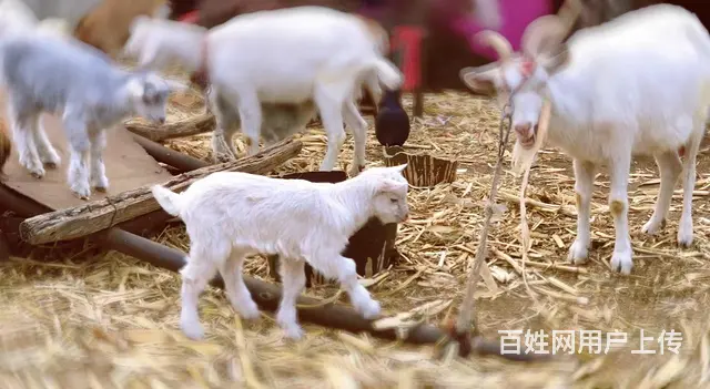 出售家庭饲养纯绿色公羊，肉肥绿色健康，详情 - 图片 6