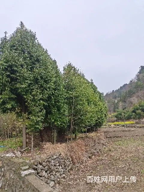 低价出售 :  香樟树:三条茎，桂花树 - 图片 1