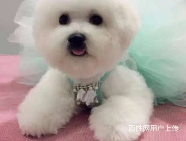 纯种法国比熊犬 卷毛棉毛糖 冰雪聪明包纯包健康 - 图片 1