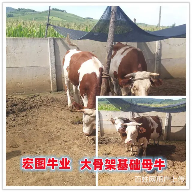 五个月的 西门塔尔牛 现在什么价 - 图片 1