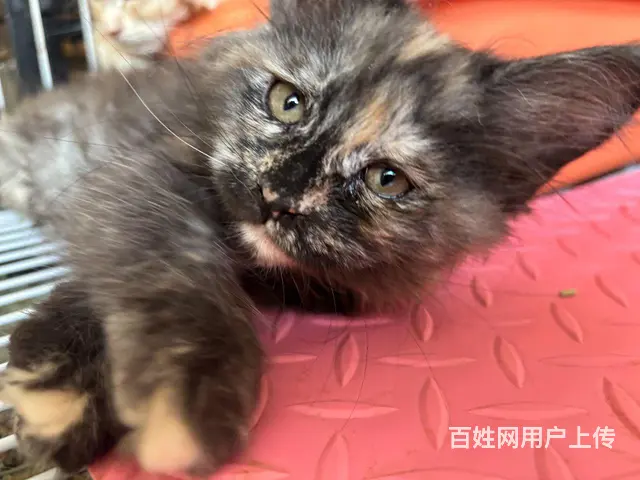 自家布偶，缅因猫崽出售 - 图片 3