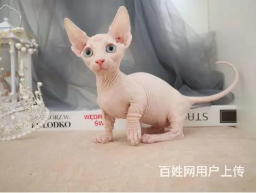 衡阳出售自家繁殖纯种无毛猫 斯芬克斯猫 保健康 - 图片 1