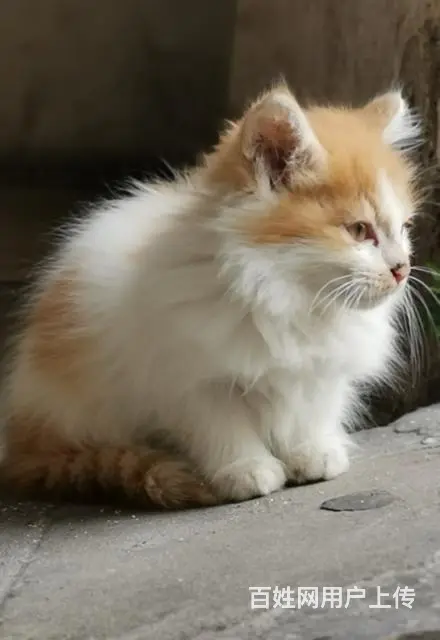 【搞定了！】两个月大的家养小猫咪免费送 - 图片 5