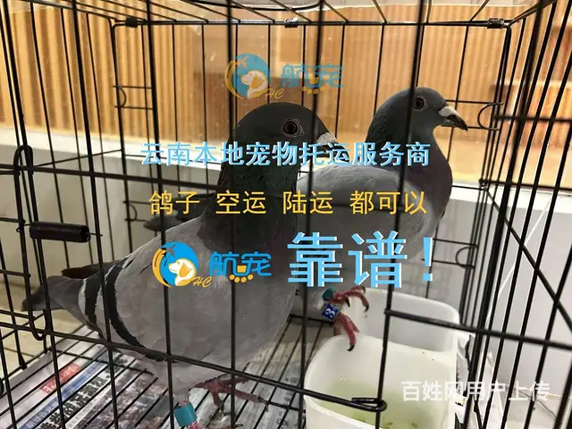 昆明宠物托运 不是中介 飞机火车汽车去全国 - 图片 1