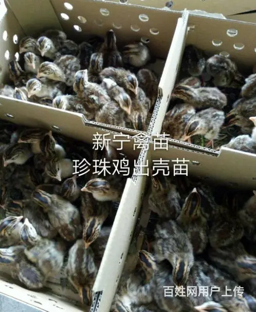 莆田新宁禽苗批发部(麻羽绿壳蛋鸡） - 图片 9