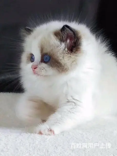 淮南本地哪里出售布偶猫布偶猫多少钱布偶猫图片 - 图片 4