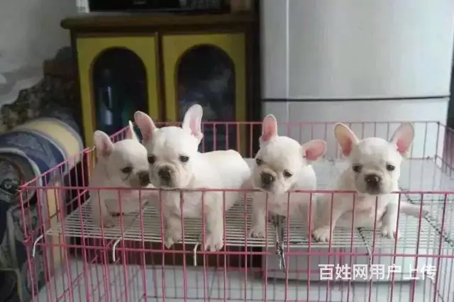 天门本地法斗犬舍，本地法斗在哪里 - 图片 1