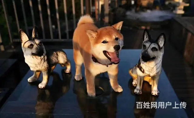 纯种日本柴犬多少钱 北京哪里有卖柴犬 纯种柴犬价格 - 图片 8