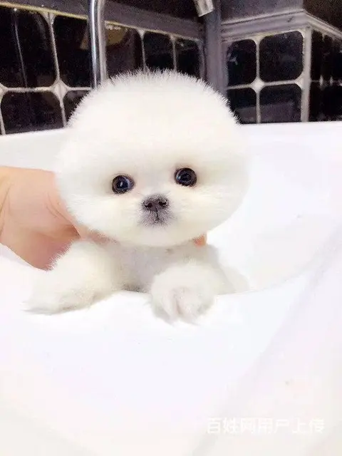 纯种赛级博美幼犬、包健康现场检测、不纯全额退款 - 图片 6
