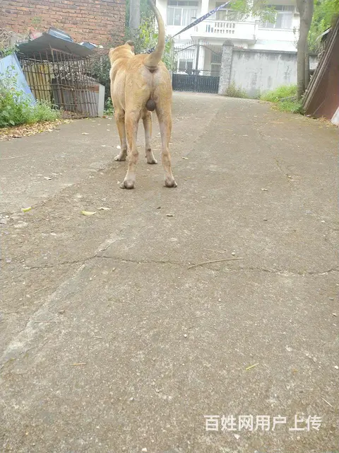 出售公雄狮犬 - 图片 2