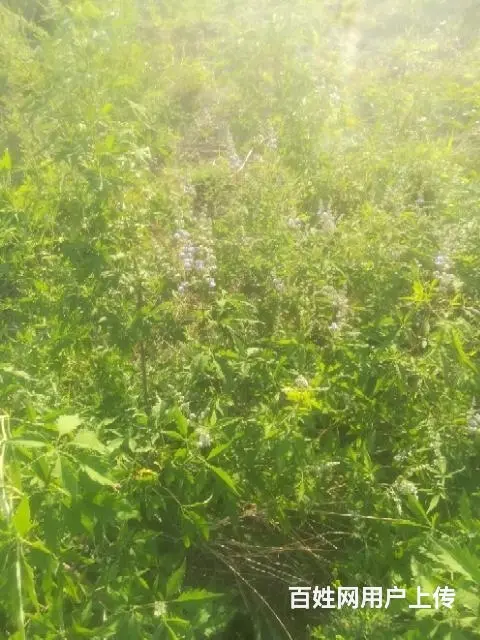 荒山转让大约两千多亩 - 图片 7