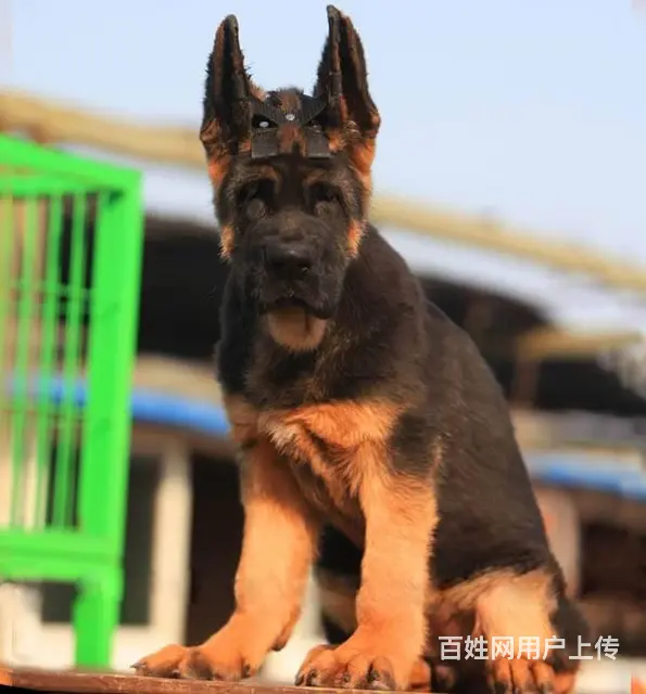 纯种德国牧羊犬 锤系德牧幼犬 大头德牧价格 - 图片 3