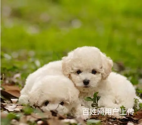 纯种比熊幼犬出售 驱虫疫苗已做好 全国送货上门 - 图片 7