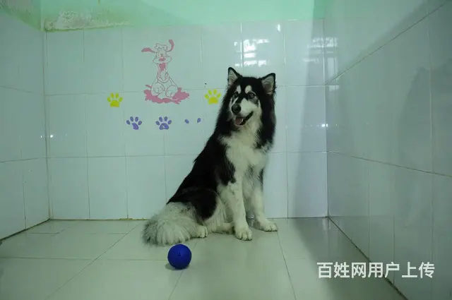 珠海横琴专业狗狗寄养酒店/珠海横琴专业训犬学校 - 图片 4