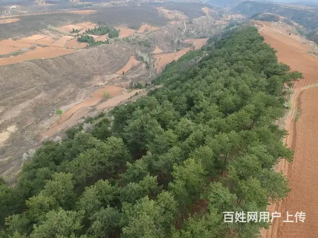 灵宝朱阳斜沟松林整体转让或出售原木 - 图片 1